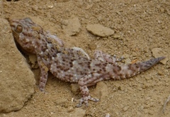 Chondrodactylus pulitzerae