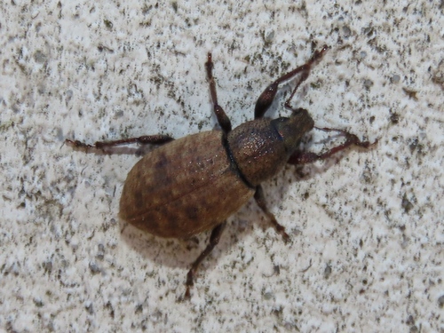 Ground Weevil, Leidschenveen-Ypenburg, Den Haag, Nederland, photo 8 of 10