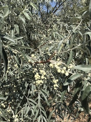 Elaeagnus angustifolia