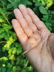Elymus caninus