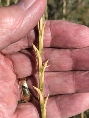 Thinopyrum obtusiflorum