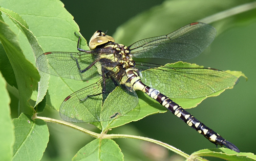 Lance-tipped Darner (Aeshna constricta), a species recorded in North Dakota