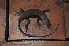 Eutropis rudis