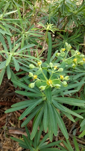 Euphorbia tuckeyana
