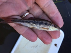 Erimyzon claviformis