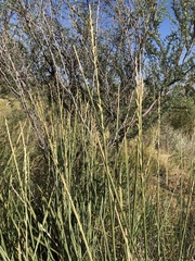 Thinopyrum obtusiflorum