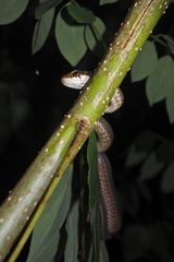 Rhabdophis chrysargoides