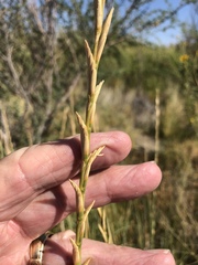 Thinopyrum obtusiflorum