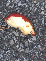 Crematogaster cerasi