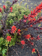 Castilleja irasuensis