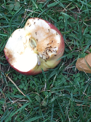 Crematogaster cerasi