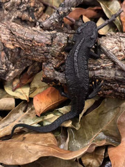 Anhui Knobby Newt photo 3