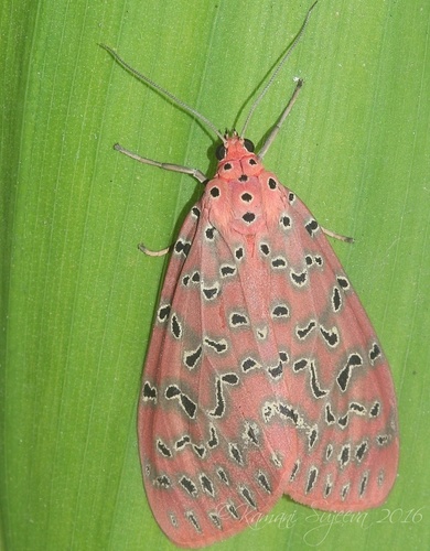 Argina syringa · iNaturalist Mexico
