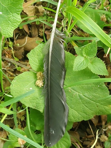 Plume de Corbeau freux