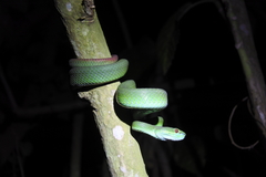 Trimeresurus insularis