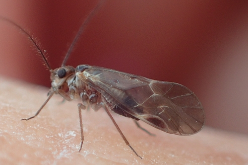 Neopsocopsis hirticornis