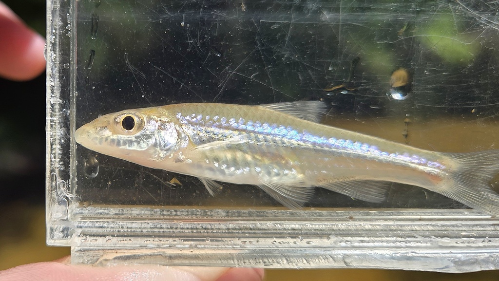 Longjaw Minnow