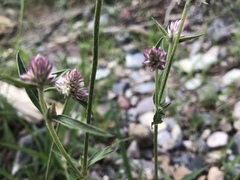 Gomphrena sonorae