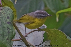 Phylloscopus xanthoschistos