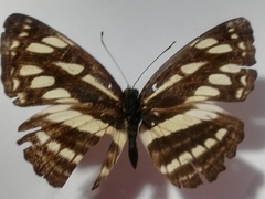 Neptis soma