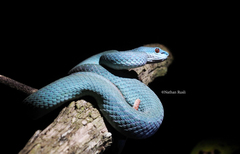 Trimeresurus insularis