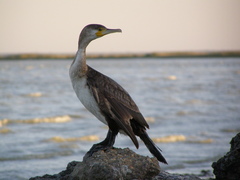Phalacrocorax carbo