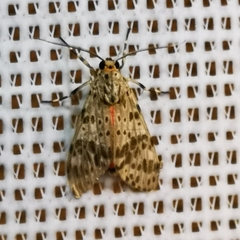 Eucereon myrina
