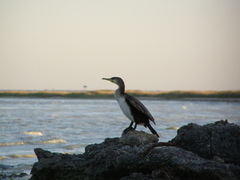 Phalacrocorax carbo