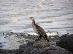 Phalacrocorax carbo
