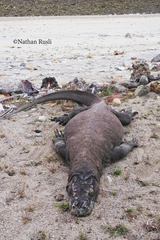 Varanus komodoensis