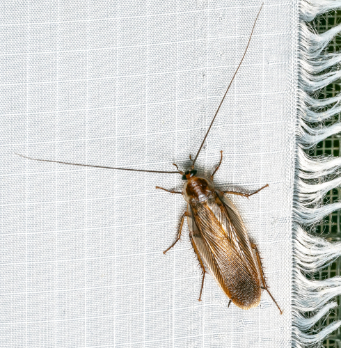 southern wood cockroach