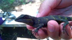 Pseudocalotes tympanistriga