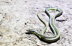 Dendrelaphis inornatus