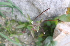 Epilobium anagallidifolium