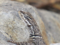 Sceloporus dugesii