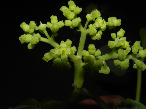 Image of Cyphostemma auriculatum by no rights reserved