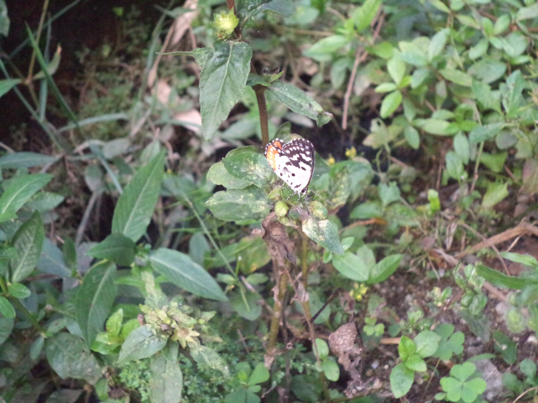 Red Pierrot