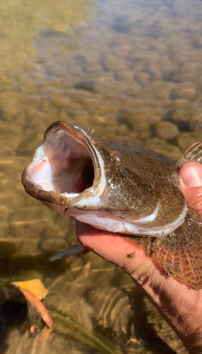 Black banded gudgeon (Oxyeleotris selheimi) — Eleotridae — 2