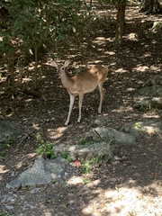 Odocoileus virginianus