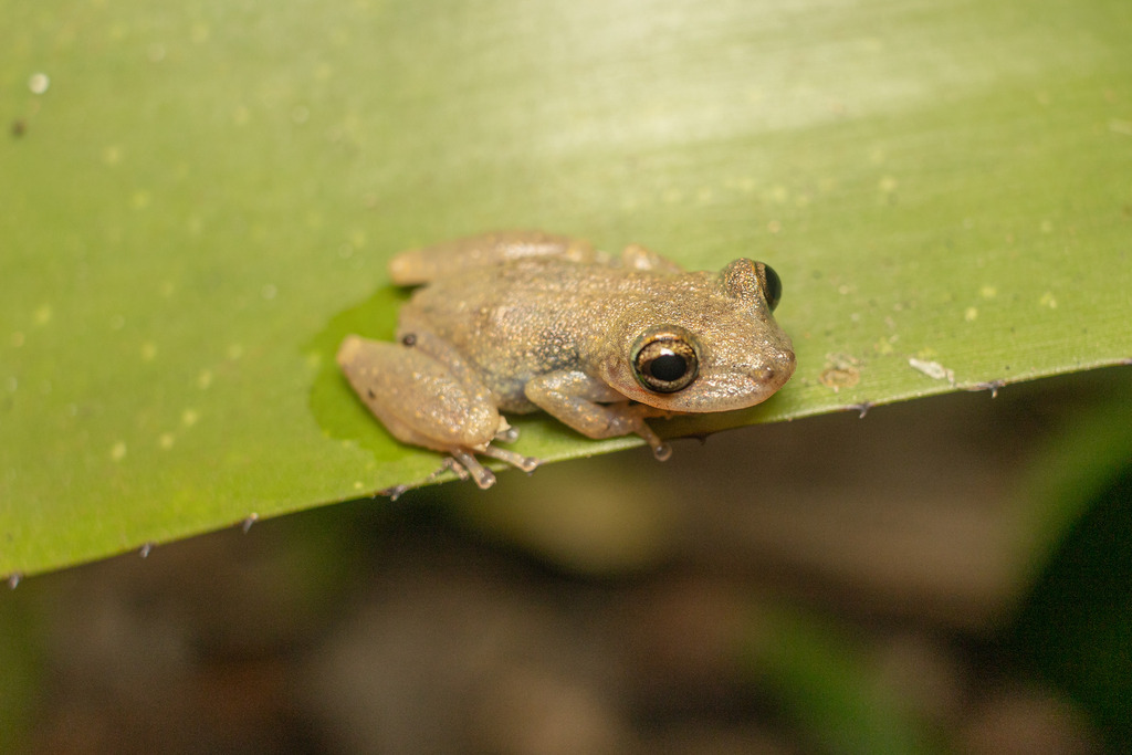 Coastal Snouted Treefrog