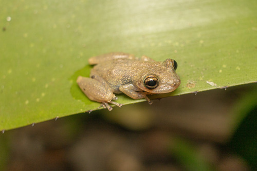 Ololygon littorea