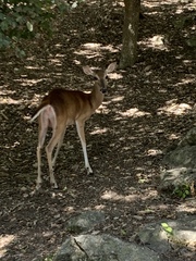 Odocoileus virginianus