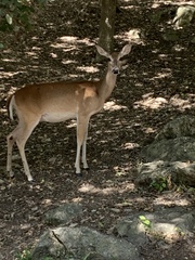 Odocoileus virginianus