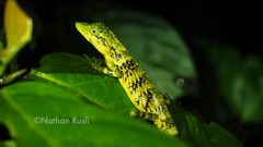 Pseudocalotes tympanistriga