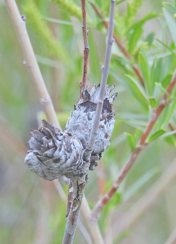 Unknown species found near Bannock County, ID, USA