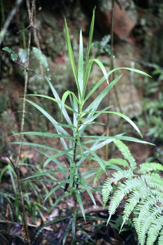 Dracaena usambarensis, photograph 2