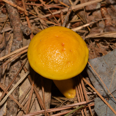 Aureoboletus auriflammeus