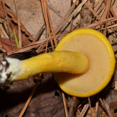 Aureoboletus auriflammeus