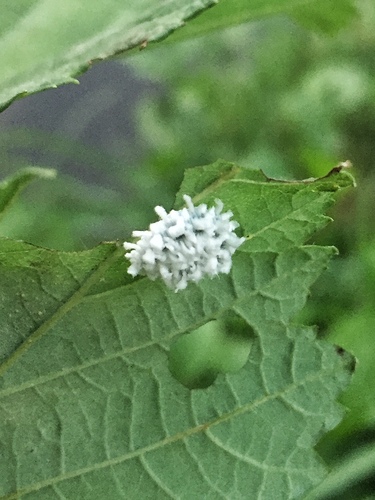 Alder Sawfly, photo 4 of 10