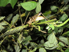 Ancistrocercus circumdatus